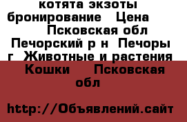котята экзоты ,бронирование › Цена ­ 5 000 - Псковская обл., Печорский р-н, Печоры г. Животные и растения » Кошки   . Псковская обл.